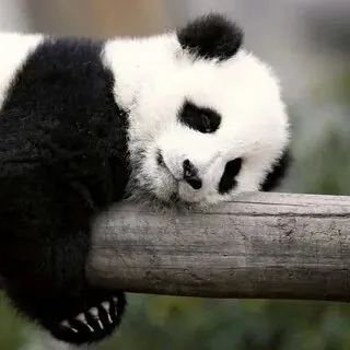 Thức khuya mà vẫn lầy lội, meme gấu trúc là minh chứng hài hước nhất