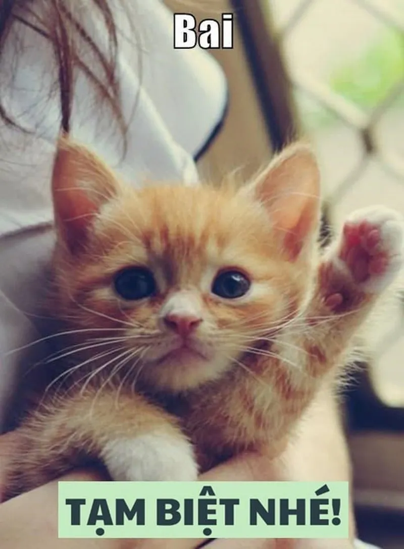 Good bye cute meme khiến lời chia tay của bạn vừa dễ thương vừa đầy vui nhộn.