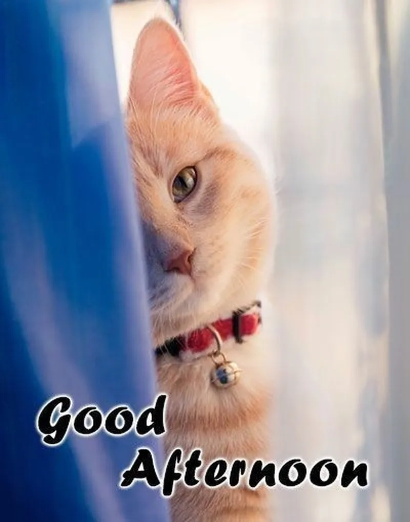 Tạm biệt không buồn bã với good bye meme đầy sáng tạo và dí dỏm.