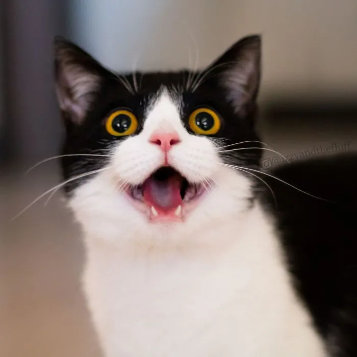 Hình ảnh meme bất ngờ khiến người xem bật cười với sự sáng tạo độc đáo