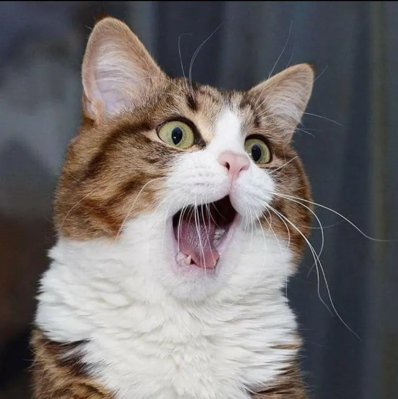Bất ngờ lắm phải không meme là hình ảnh lan tỏa niềm vui đầy hài hước