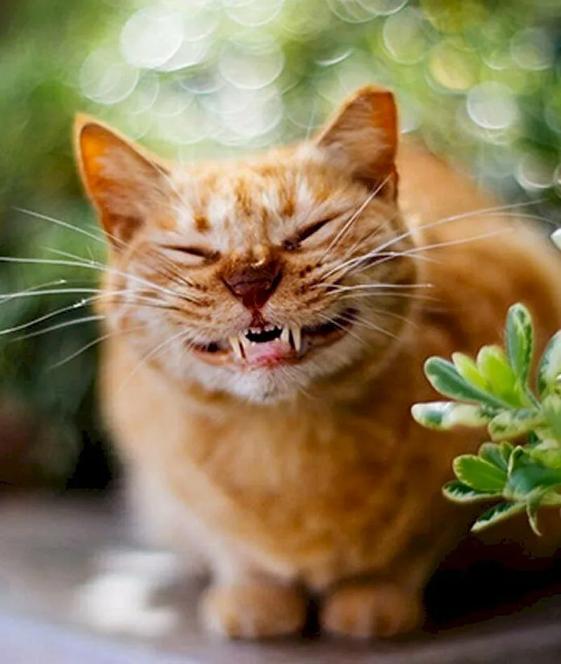 Cười thật vui cùng meme này, không thể bỏ qua.