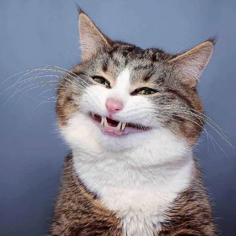 Meme pha trò cực mạnh, khiến ai cũng bật cười.