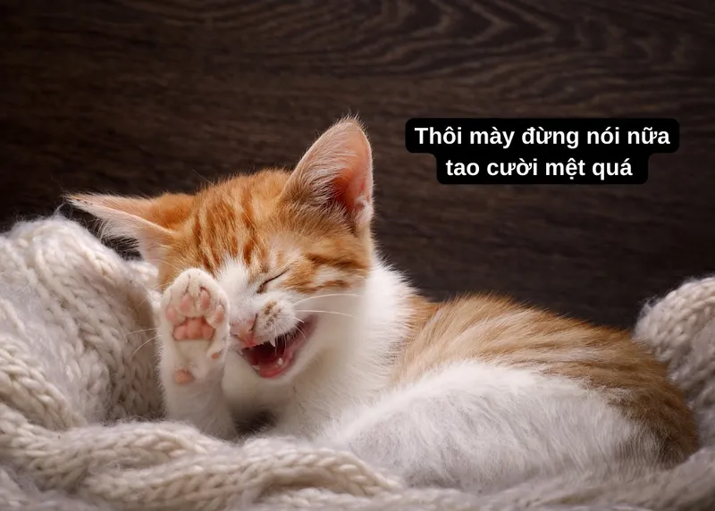 Meme ảnh chó hài luôn gây ấn tượng mạnh với những tình huống ngớ ngẩn và vui nhộn.