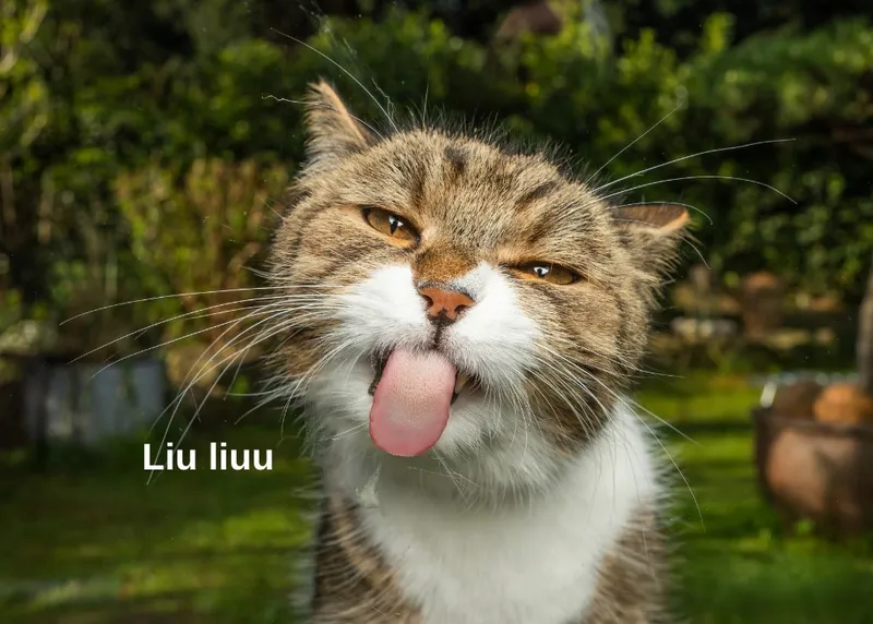Hình ảnh meme hài hước là lựa chọn lý tưởng để chia sẻ niềm vui mỗi ngày.