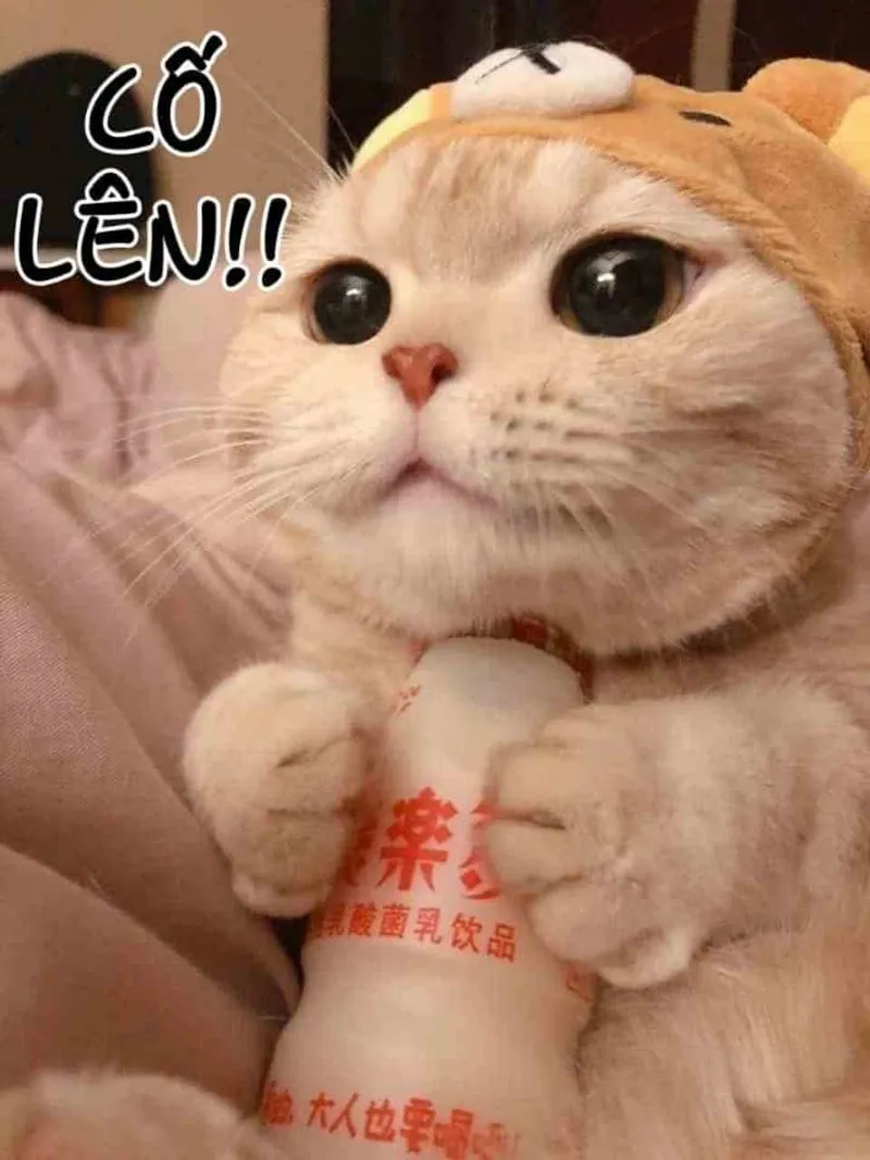 Được tạo ra từ những khoảnh khắc cố gắng hết mình, meme này chắc chắn sẽ thúc đẩy bạn tiếp tục nỗ lực.