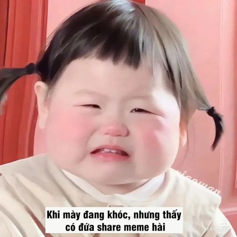 Meme hài mèo luôn là sự kết hợp tuyệt vời giữa vẻ dễ thương và hài hước khó cưỡng.