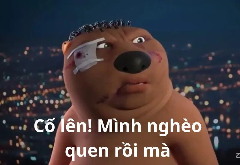 Meme hải ly Trung Quốc đang làm mưa làm gió với biểu cảm hài hước khó cưỡng