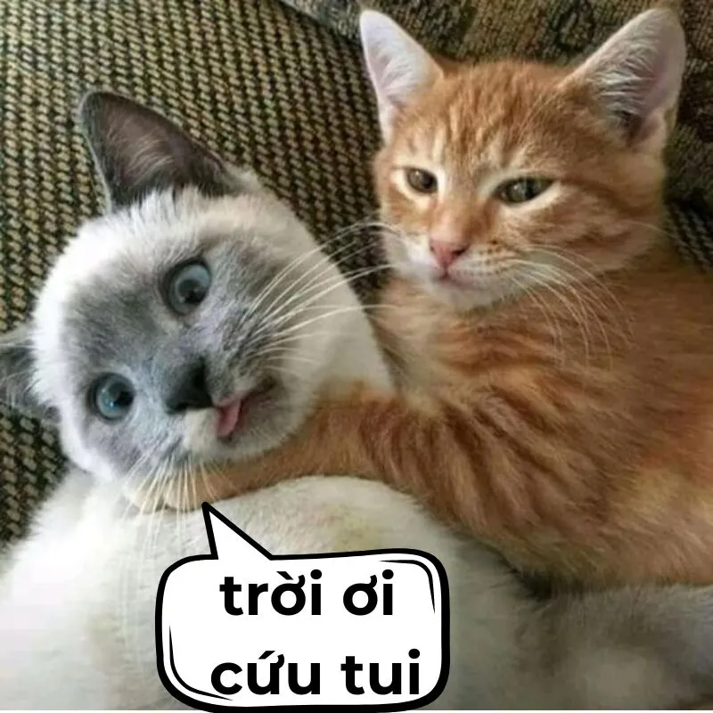 Meme cứu tui mang đến một câu chuyện 