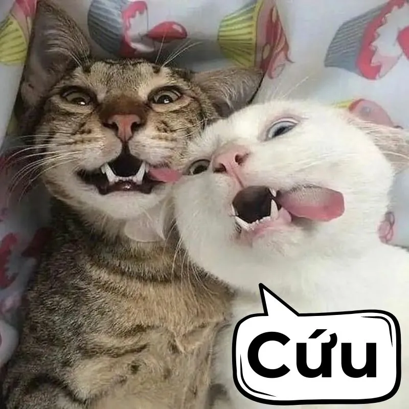 Đây chính là meme dành cho những tình huống 