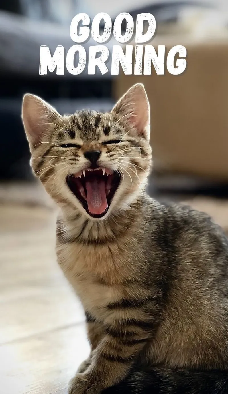 Hello meme cute mang đến lời chào dễ thương, tạo sự ấm áp và thân thiện.