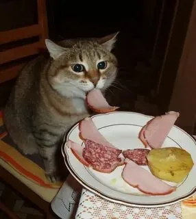 Hãy thêm meme mèo ăn hạt vào bộ sưu tập để có thêm nhiều khoảnh khắc hài hước