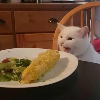 Dùng meme mèo ăn bánh để mang đến không khí vui nhộn trong cuộc trò chuyện