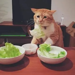 Chắc chắn bạn sẽ muốn lưu lại meme mèo ăn rau này ngay