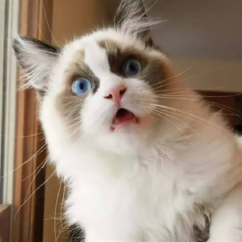 Meme bất ngờ mèo được yêu thích nhờ biểu cảm độc nhất vô nhị