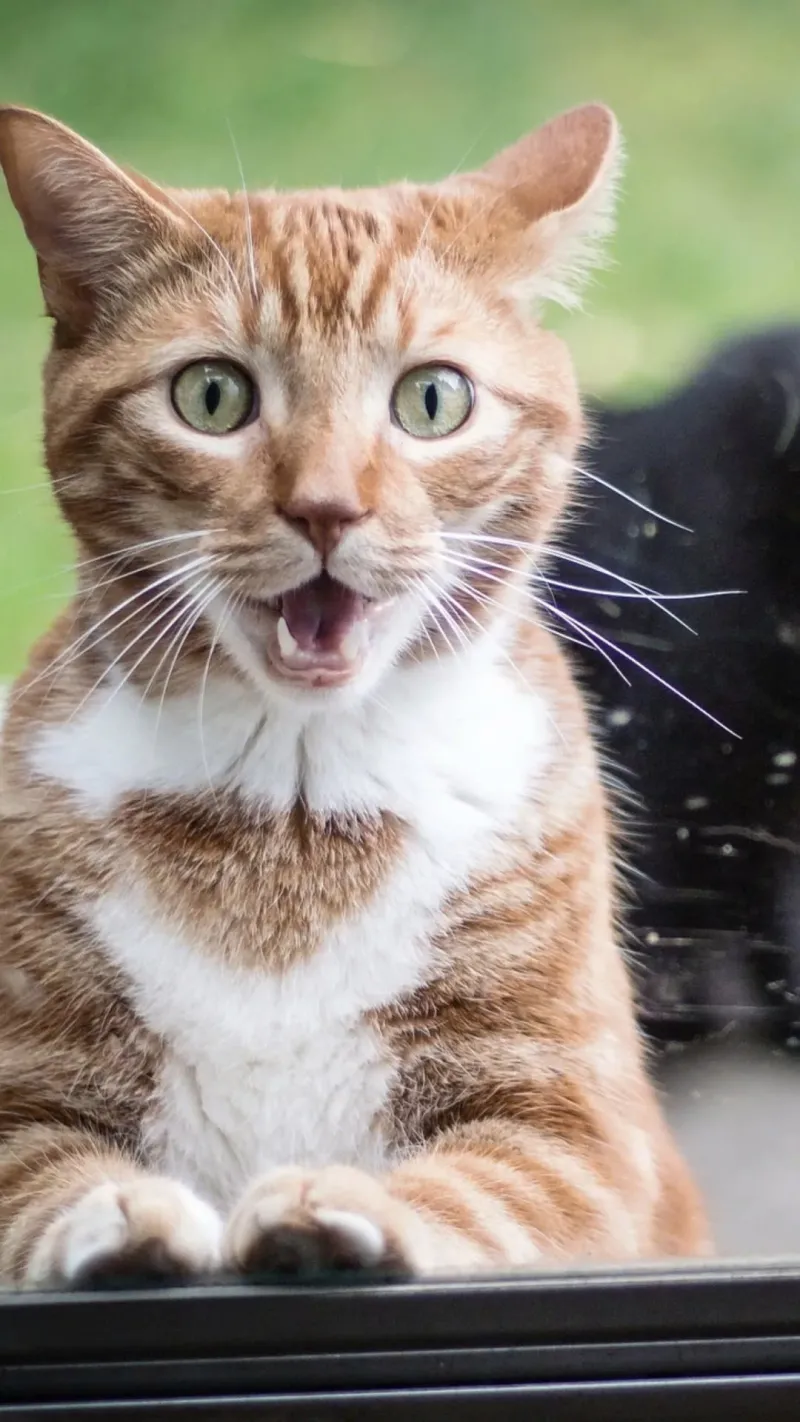Meme bất ngờ anh da đen ôm đầu lan tỏa tiếng cười đến mọi nơi