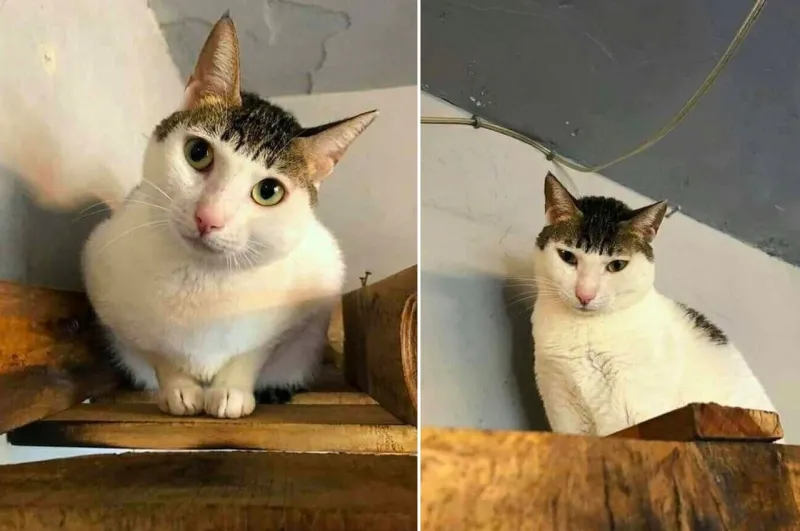 Cười nghiêng ngả với meme mèo bựa lầy lội và hài hước không ngờ