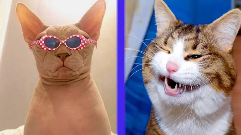 Biểu cảm há mồm trong ảnh chế meme mèo bựa khiến ai cũng bật cười