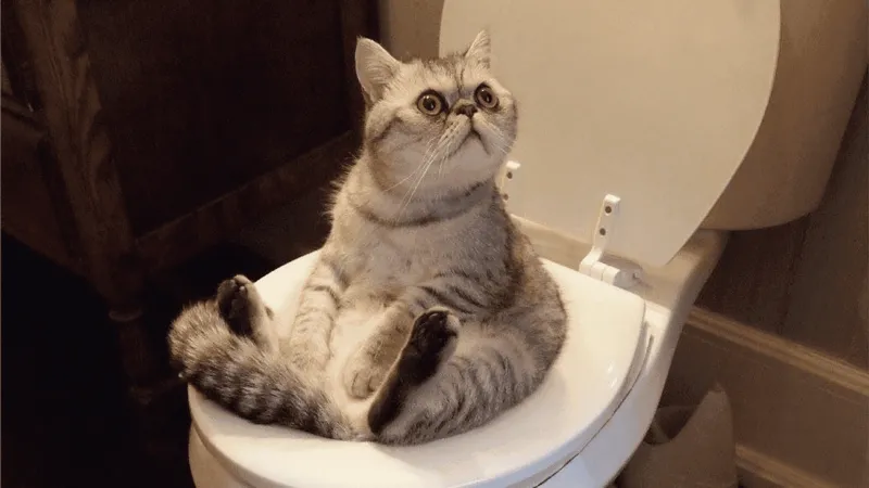 Cười lăn với ảnh chế meme mèo bựa siêu lầy lội và ngộ nghĩnh