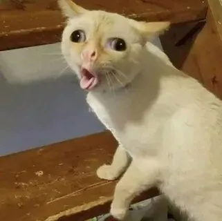 Meme mèo bựa không chỉ là ảnh meme mà còn là phong cách của bạn