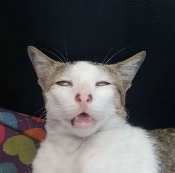 Meme mèo khóc bựa vừa đáng yêu vừa hài hước khiến bạn cười không ngớt