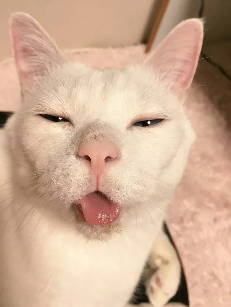 Mèo bựa meme là biểu tượng lầy lội và sáng tạo khiến bạn không thể bỏ qua