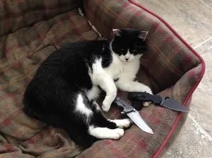 Hãy thử chia sẻ meme mèo này để mang đến niềm vui bất ngờ cho bạn bè
