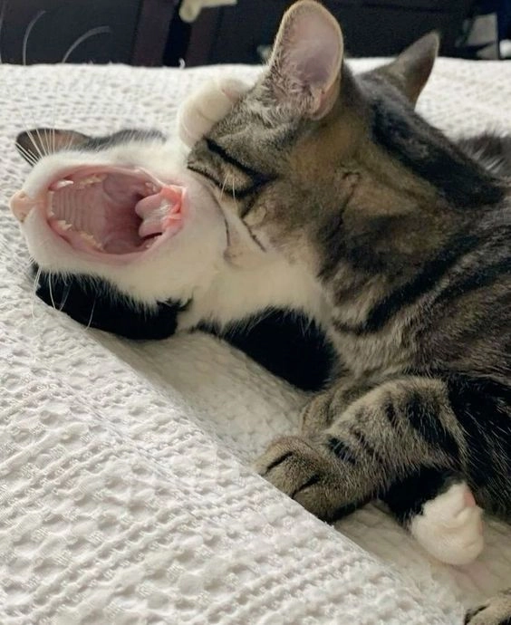Cắn người meme tạo ra những tình huống bất ngờ và gây cười, khiến người xem không thể ngừng cười.