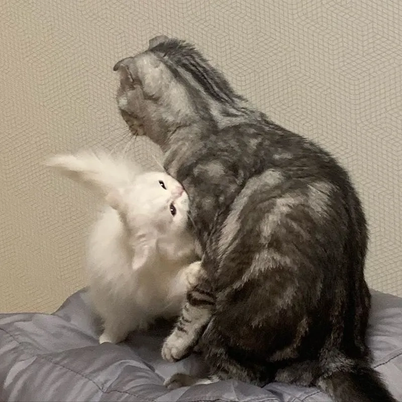 Meme gửi ngàn nụ hôn gây cảm giác ngọt ngào và lãng mạn, rất dễ thương.