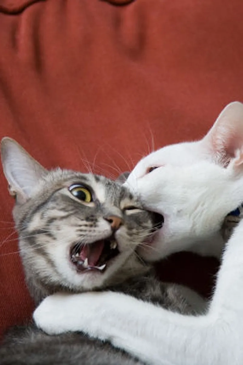 Meme chu mỏ hôn cực kỳ dễ thương, thích hợp cho những ai yêu thích sự ngọt ngào.