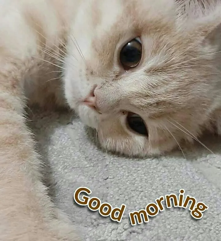 Mèo meme chào là sự kết hợp hoàn hảo giữa sự đáng yêu và nét hài hước