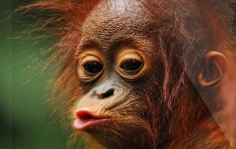 Tổng hợp meme mỏ nhọn độc đáo cho những khoảnh khắc vui