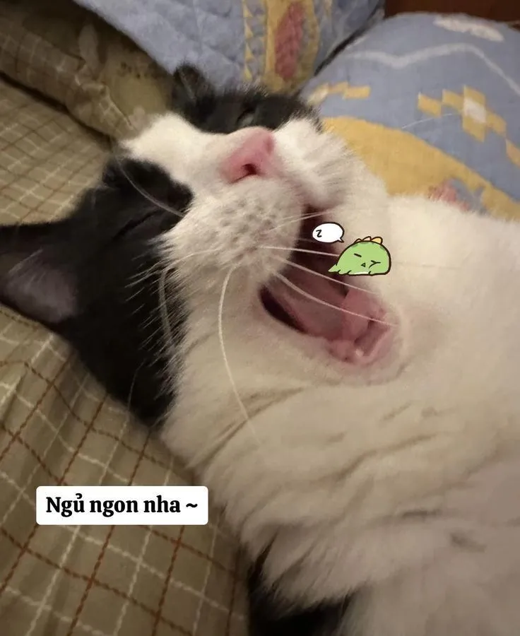 Meme mèo ngủ dậy hài hước sẽ làm sáng bừng ngày mới của bạn