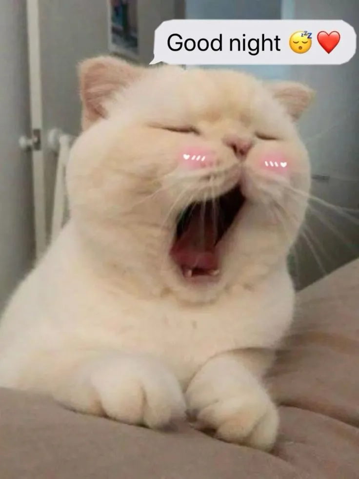 Meme ngủ ngon mèo giúp bạn gửi lời chúc ngủ ngon một cách dễ thương
