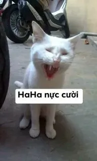 Biểu cảm nhếch mép đỉnh cao của meme mèo đủ sức khiến ai cũng phì cười