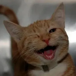 Hãy để meme mèo cười mang lại những giây phút giải trí không thể quên