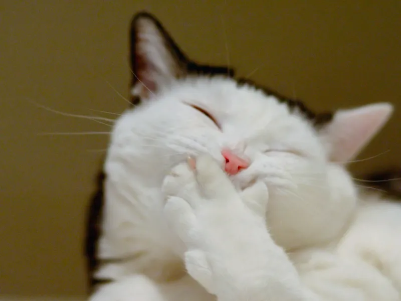 Mèo cười meme mang lại không khí vui vẻ, với những biểu cảm dễ thương khiến bất kỳ ai cũng phải yêu thích.