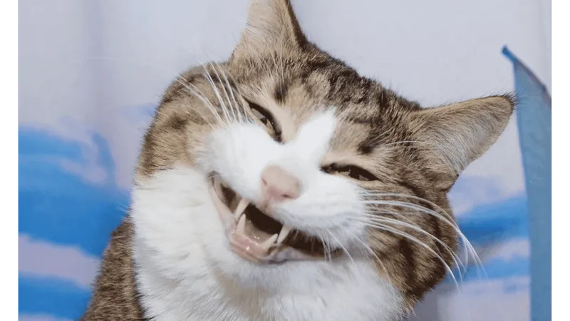 Meme mèo cười đểu luôn là chủ đề thu hút sự chú ý với biểu cảm cực kỳ đáng yêu nhưng đầy 