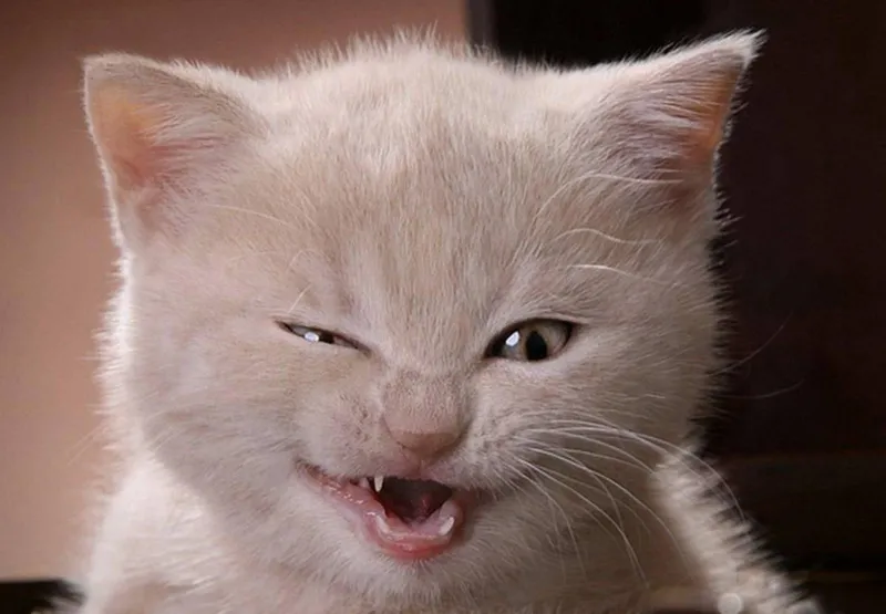 Chú mèo trong meme há mồm cười cực kỳ hài hước, sẽ làm bạn không thể ngừng cười vì sự đáng yêu của nó.