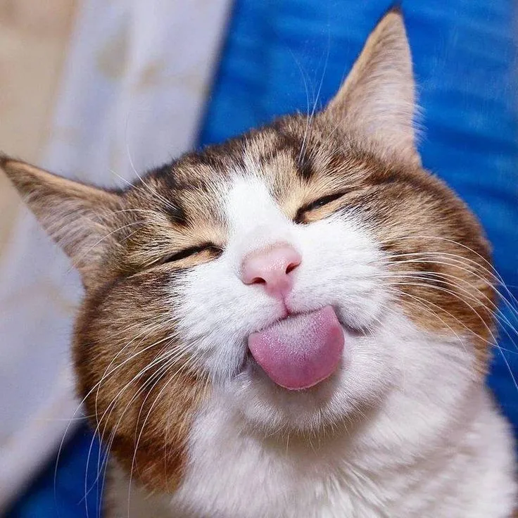 Meme con mèo cười mang đến sự thư giãn tuyệt vời, tạo nên những khoảnh khắc giải trí bất tận.