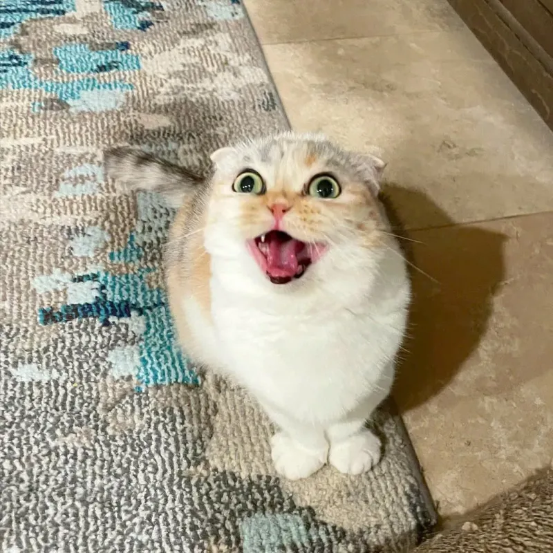 Con mèo cười meme với vẻ mặt dễ thương sẽ là lựa chọn lý tưởng để bạn thêm phần thư giãn.