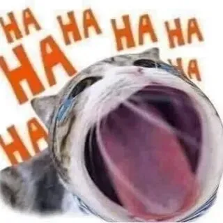 Mèo cười mà còn chỉ tay thì chỉ có thể là đỉnh của đỉnh meme hài hước