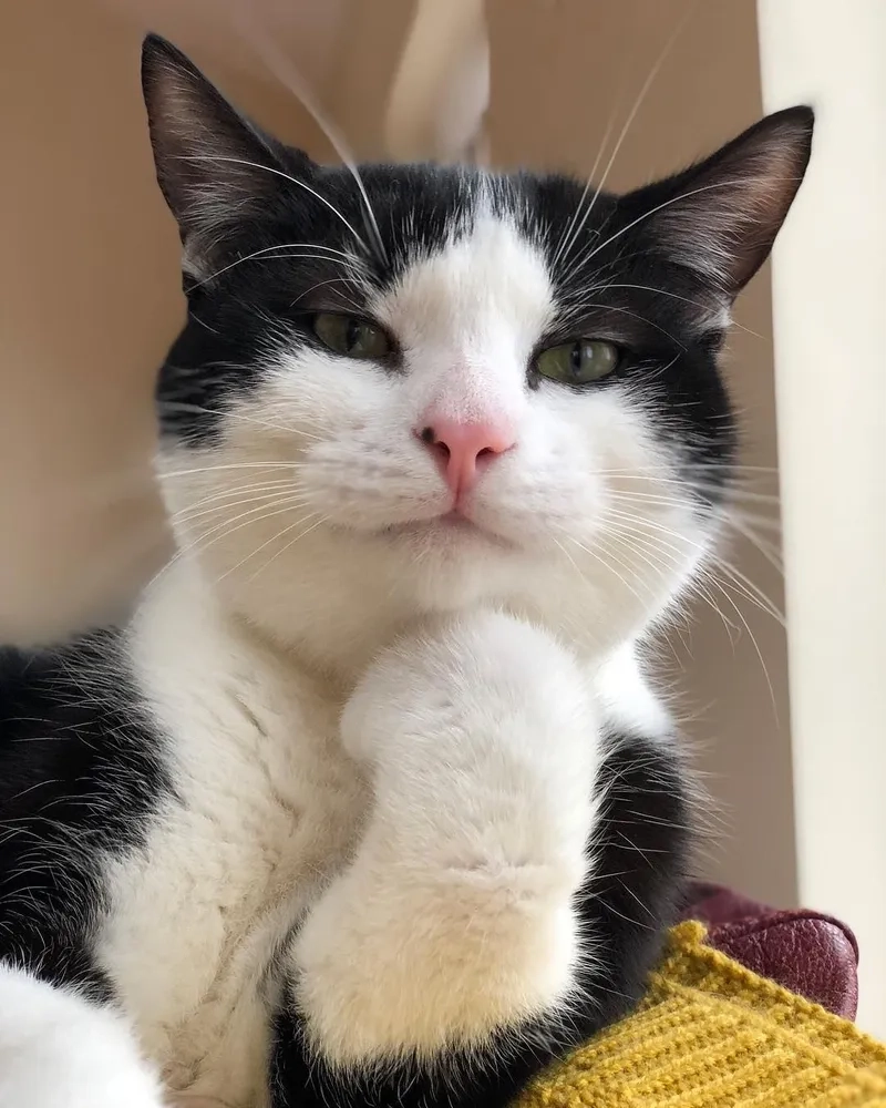 Meme mèo cười cute luôn mang đến nụ cười dễ thương từ những chú mèo đáng yêu.