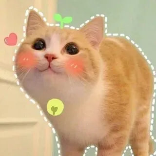 Meme mèo khóc cute là lựa chọn hoàn hảo để bày tỏ nỗi buồn theo cách đáng yêu