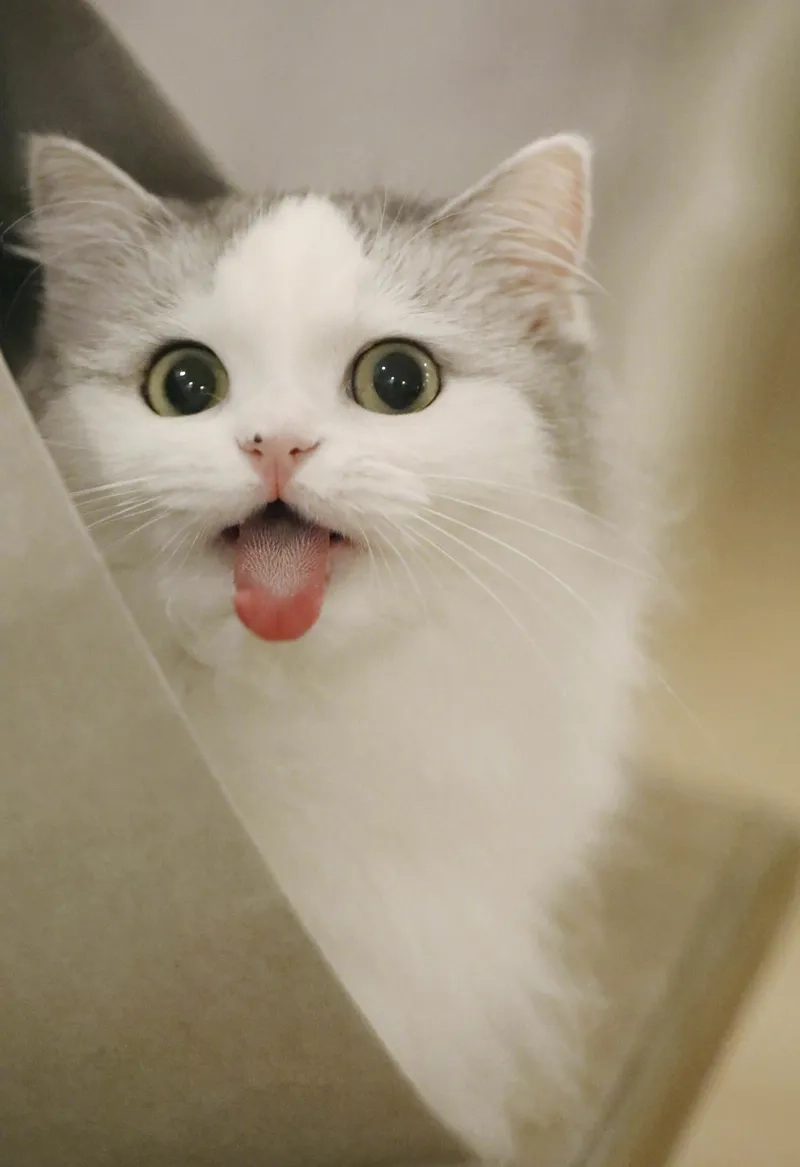 Meme mèo xin lỗi cute là cách thú vị để gửi lời xin lỗi một cách dễ thương và hài hước.