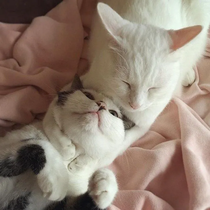 Meme mèo cười cute là một trong những meme được yêu thích nhất hiện nay. Cùng xem ngay nhé!