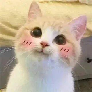 Hãy lan tỏa yêu thương với meme mèo cute ôm trái tim siêu dễ thương