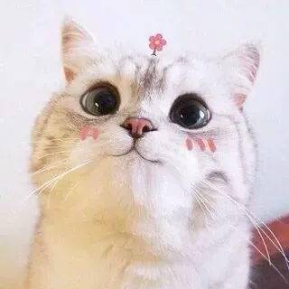 Biểu cảm ngơ ngác khó hiểu của meme mèo cute sẽ khiến bạn cười không ngớt