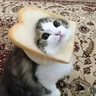 Khoảnh khắc meme mèo dễ thương chắc chắn sẽ làm bạn tan chảy