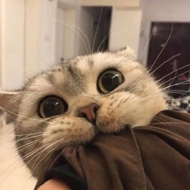 Meme ảnh mèo cute với trái tim ngọt ngào sẽ khiến ngày của bạn thêm phần lãng mạn.